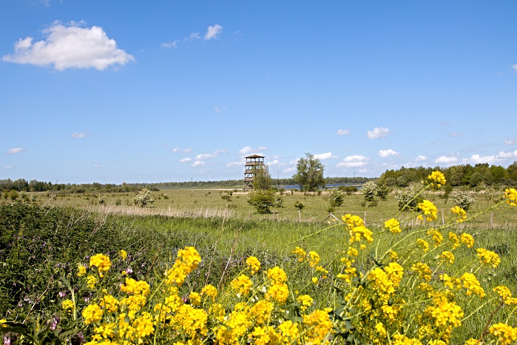 hellegatsplaten natuurgebied natuur staatsbosbeheer goeree overflakkee heckrunderen hdr fjordenpaarden vogelkijkhut